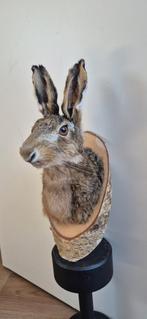 Te koop: haas troffee, Verzamelen, Dierenverzamelingen, Ophalen of Verzenden, Nieuw, Wild dier, Gewei of Kop