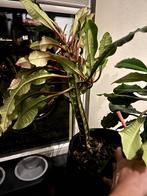 Stek Madagascar jewel Euphorbia Leuconeura, Overige soorten, Minder dan 100 cm, Groene kamerplant, Halfschaduw