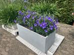 Bloembak met platycodon grandiflorus, ballonklokje,, Ophalen, Zomer, Overige soorten, Volle zon