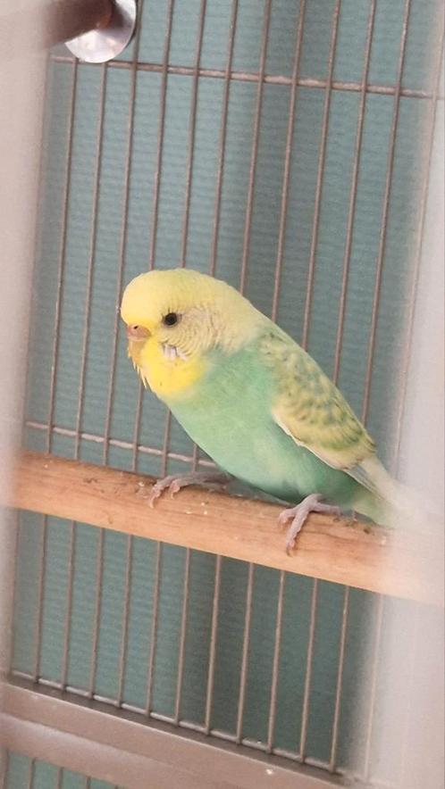 Rainbow pop grasparkiet ongeveer half jaar oud ruilen, Dieren en Toebehoren, Vogels | Parkieten en Papegaaien, Parkiet, Vrouwelijk