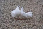 Pauwstaartjes-Witte duiven-Sierduiven-TurkseTakla's-Bruiloft, Dieren en Toebehoren, Vogels | Duiven, Meerdere dieren, Overige soorten