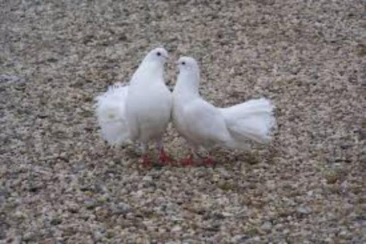 Pauwstaartjes-Witte duiven-Sierduiven-TurkseTakla's-Bruiloft, Dieren en Toebehoren, Vogels | Duiven, Overige soorten, Meerdere dieren