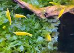 Yellow backstripe shrimp garnalen