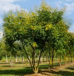 Chinese vernisboom - Koelreuteria paniculata, Tuin en Terras, Planten | Bomen, Ophalen, Volle zon, Overige soorten