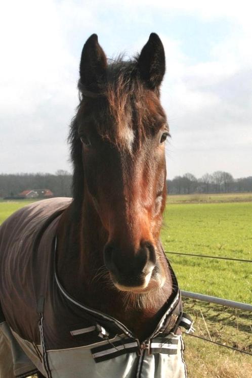 Zeer aparte 5-jarige Kaiser Weltino x Delviro HBC ruin!, Dieren en Toebehoren, Paarden, Ruin, Zadelmak, Minder dan 160 cm, 3 tot 6 jaar