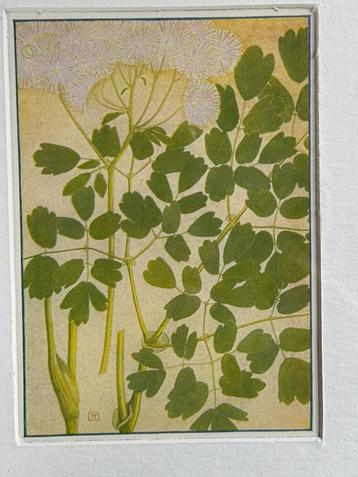 Thalictrum Aquilegifolium - 1910 - Akeleiruit beschikbaar voor biedingen