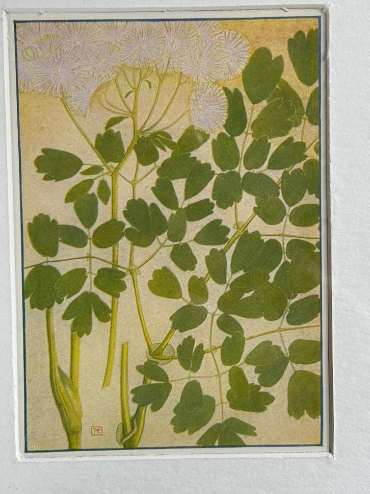 Thalictrum Aquilegifolium - 1910 - Akeleiruit, Antiek en Kunst, Kunst | Etsen en Gravures, Ophalen of Verzenden