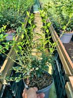 Osmanthus Burkwoodii volle struiken in 19 cm pot, Ophalen, Zomer, Overige soorten