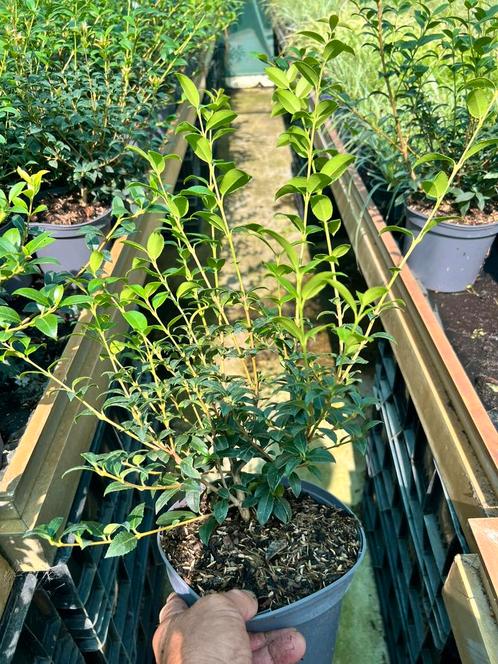 Osmanthus Burkwoodii volle struiken in 19 cm pot, Tuin en Terras, Planten | Tuinplanten, Overige soorten, Zomer, Ophalen