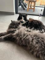 Twee katten ter overname, Dieren en Toebehoren, Katten en Kittens | Raskatten | Langhaar, Gechipt, Meerdere dieren, 3 tot 5 jaar