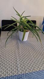 Aloe Vera Plant in Pot, Vetplant, In pot, Minder dan 100 cm, Groene kamerplant