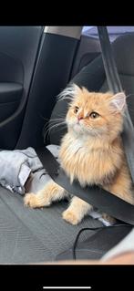 Britse lang haar gold shaded dekkater, Dieren en Toebehoren, Poes, Ontwormd