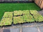 Sedum dak cassettes, Ophalen, Bodembedekkers, Vaste plant, Halfschaduw