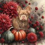 franse bulldog pablo fluffy dekreu  met stamboom, Dieren en Toebehoren, Particulier, Rabiës (hondsdolheid), Reu, 1 tot 2 jaar
