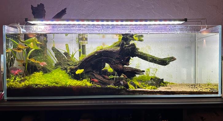 Aquarium met externe pomp, lamp en co2, Dieren en Toebehoren, Vissen | Aquaria en Toebehoren, Zo goed als nieuw, Leeg aquarium