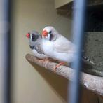 Koppel zebravinken, Dieren en Toebehoren, Vogels | Overige Vogels, Meerdere dieren
