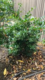 Mooie struik. Het is geen buxus, Tuin en Terras, Planten | Bomen, Ophalen, Volle zon, Overige soorten, Minder dan 100 cm