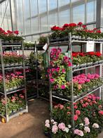 Perkplanten (Eenjarige zomerbloeiers)  1,-, Volle zon, Eenjarig, Zomer, Ophalen