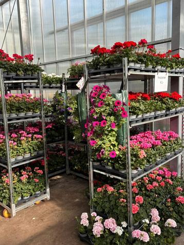 Perkplanten (Eenjarige zomerbloeiers)  1,- beschikbaar voor biedingen