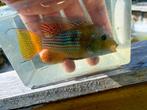 LAATSTE KANS! Gymnogeophagus terrapurpura, Vis