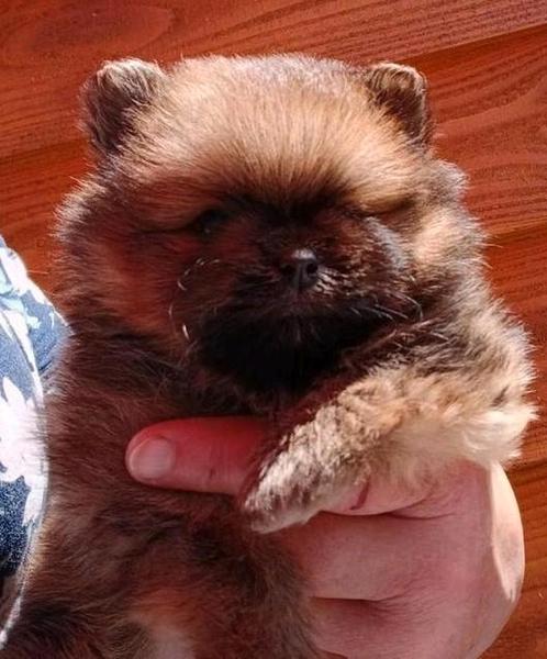 Pomeriaan meisje., Dieren en Toebehoren, Honden | Poolhonden, Keeshonden en Oertypen, Teef, Keeshond, Particulier, Eén hond, Nederland