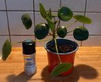 pannenkoekplant, Huis en Inrichting, Kamerplanten, Ophalen of Verzenden, Overige soorten, Minder dan 100 cm