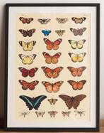 Vlinders Butterflies Grote Kunst Poster affiche, Ophalen of Verzenden