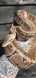 Bewezen kweekvrouw Ball Python, Slang