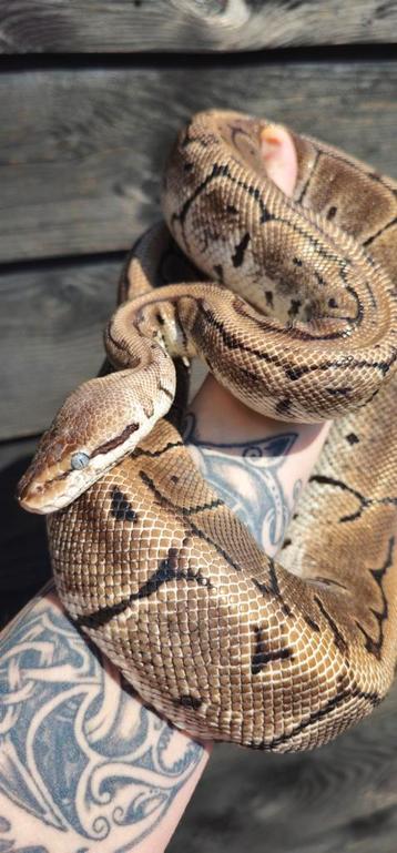 Bewezen kweekvrouw Ball Python  beschikbaar voor biedingen