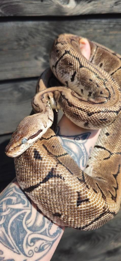 Bewezen kweekvrouw Ball Python, Dieren en Toebehoren, Reptielen en Amfibieën, Slang