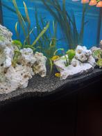 Malawi cichliden, Vis