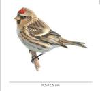 Gezocht kleine barmsijs pop, Dieren en Toebehoren, Vrouwelijk, Wildzangvogel, Geringd