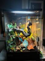 Terrarium met wimper gekko, Dieren en Toebehoren, Ophalen, Zo goed als nieuw