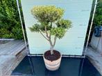Olijfboom Pon-Pon - Olea Europea - stamomvang 20-25 cm, Ophalen of Verzenden, 100 tot 250 cm, Olijfboom, Zomer