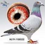 Postduif Super Inbred "HARRY", Dieren en Toebehoren, Vrouwelijk, Postduif