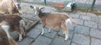 Te koop een mooi jong toggenburger geitje., Dieren en Toebehoren, Schapen, Geiten en Varkens, Vrouwelijk, Geit
