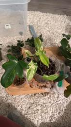 Philodendron Pedatum variegata, Huis en Inrichting, Ophalen, Overige soorten, Halfschaduw, Minder dan 100 cm