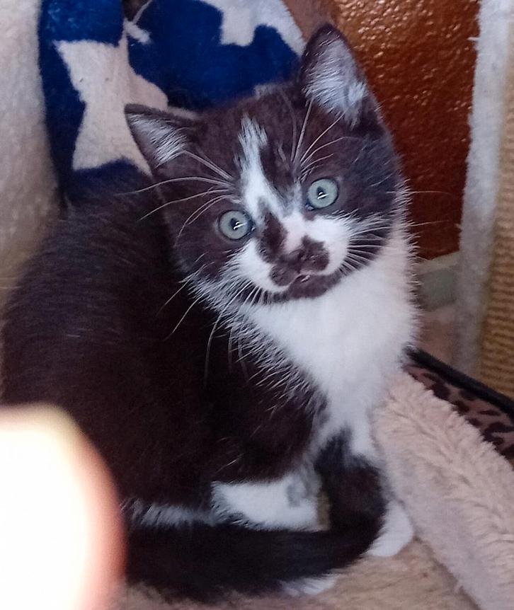 KITTENS  BritsekorthaarDirect Huisverlate €100, Dieren en Toebehoren, Katten en Kittens | Raskatten | Korthaar, Kater, 0 tot 2 jaar