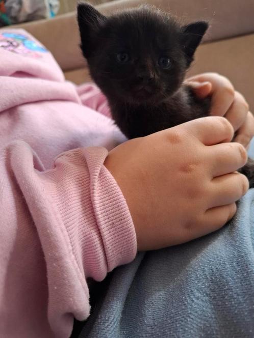 Mooie kitten, Dieren en Toebehoren, Katten en Kittens | Overige Katten, Meerdere dieren