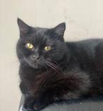 Kat VERMIST, Dieren en Toebehoren, Vermiste en Gevonden Dieren, Kat
