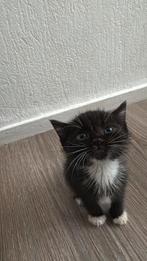 Kittens, Poes, 0 tot 2 jaar