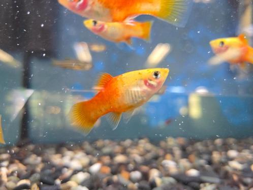 Platy Gold - leuk visje voor je tropisch aquarium, Dieren en Toebehoren, Vissen | Aquariumvissen, Zoetwatervis, Vis