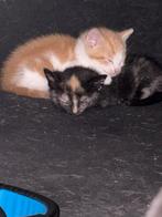 Kittens te koop, Meerdere dieren, Langharig, 0 tot 2 jaar