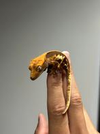 Lilly white Wimper gekko - crested gecko, Dieren en Toebehoren, Reptielen en Amfibieën, Hagedis