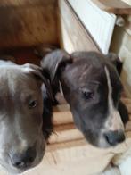 Te koop amrican bully puppy te koop, Dieren en Toebehoren, Honden | Niet-rashonden, 15 weken tot 1 jaar, Reu, CDV (hondenziekte)