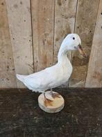 opgezette witte eend ``WOONWINKEL RUSTIEK``, Verzamelen, Dierenverzamelingen, Ophalen of Verzenden, Zo goed als nieuw, Vogel, Opgezet dier