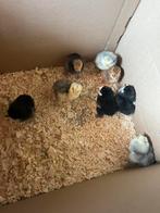 Brahma kuikens!, Dieren en Toebehoren, Pluimvee, Geslacht onbekend, Kip
