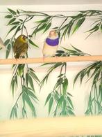 Cuba vinken, Dieren en Toebehoren, Meerdere dieren, Tropenvogel