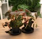 Begonia Rex Ferox - Unieke kamerplant!, Overige soorten, In pot, Minder dan 100 cm, Groene kamerplant