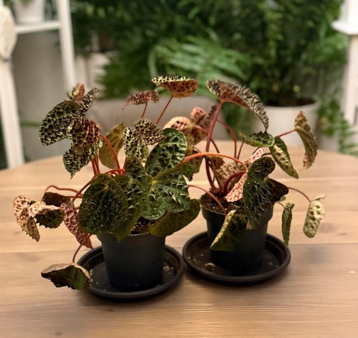 Begonia Rex Ferox - Unieke kamerplant!, Huis en Inrichting, Kamerplanten, Overige soorten, Minder dan 100 cm, Groene kamerplant